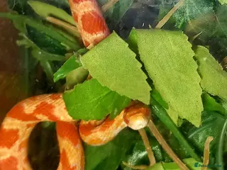 Corn Snake reptiles Corn snakes forsale 2025 corn snakes 2026 clutches - Advert 5