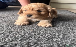 Cavapoo dogs for sale: Gorgeous F1 cavapoo pups (1 remaining) - Image 3