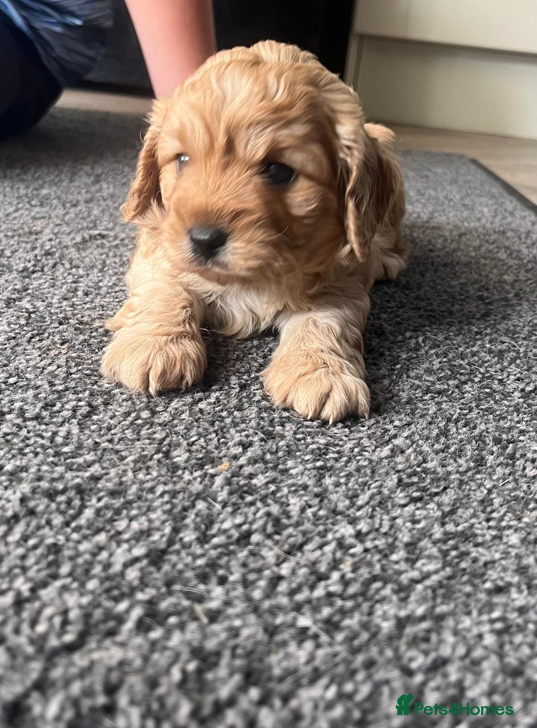 Cavapoo dogs for sale: Gorgeous F1 cavapoo pups (1 remaining) - Image 3