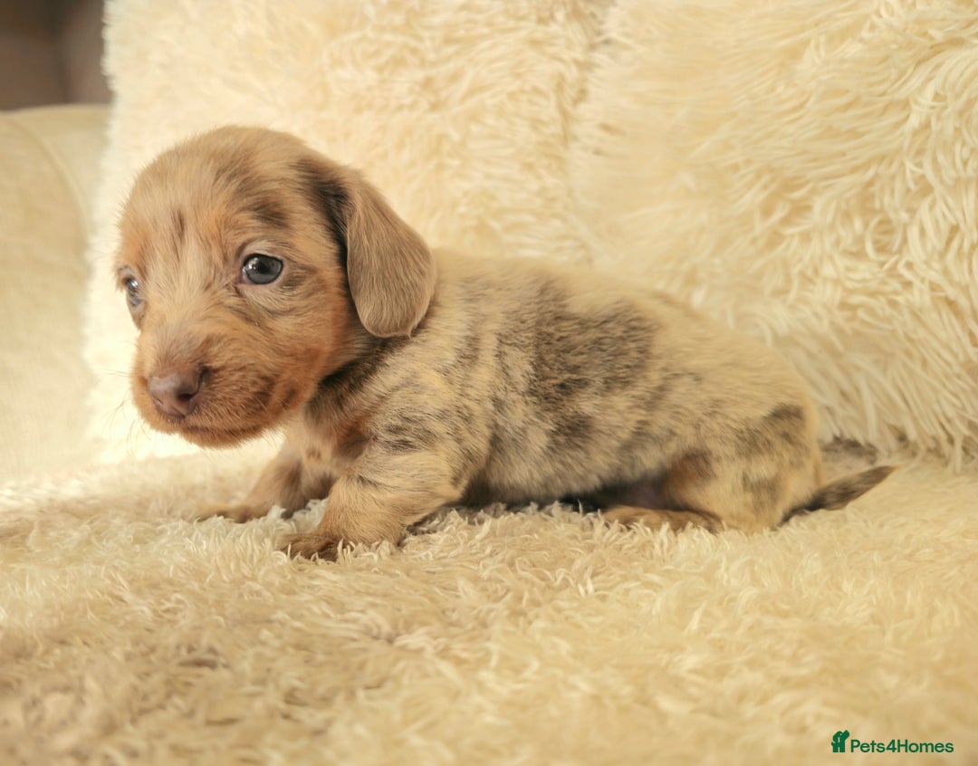 Miniature Dachshund dogs for sale: MINI DACHSHUNDS READY 20TH DEC  - Advert 4