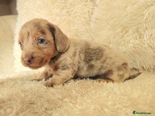 Miniature Dachshund dogs MINI DACHSHUNDS READY 20TH DEC - Advert 16