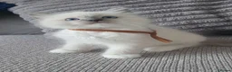 Ragdoll cats for sale: HCM/PKD clear ragdoll kittens  - Advert 12