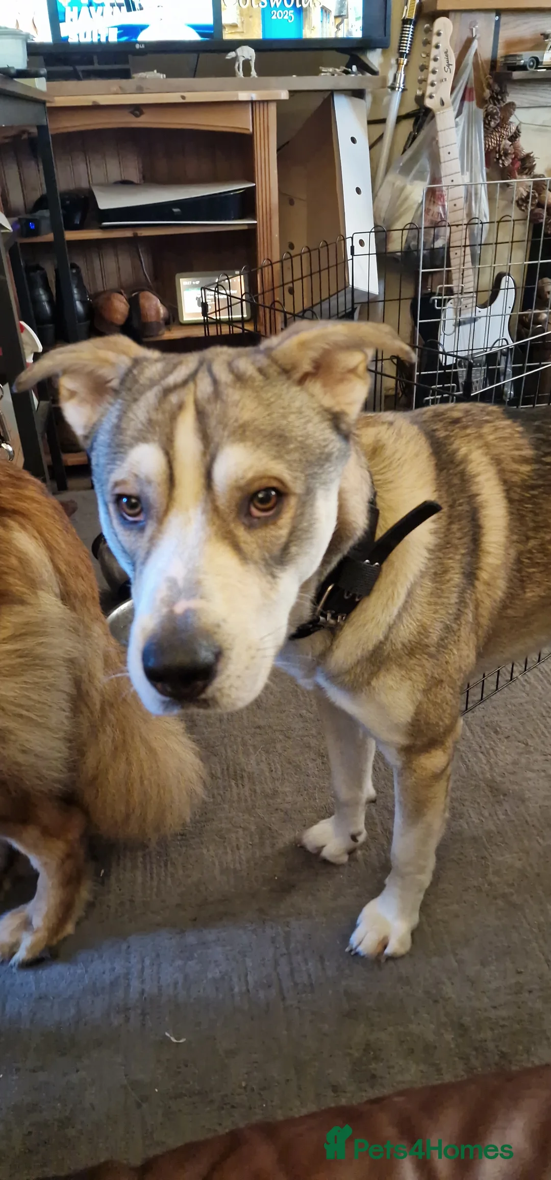 Mixed Breed dogs for sale: Caucasian Shepsky puppies for sale. - Advert 6