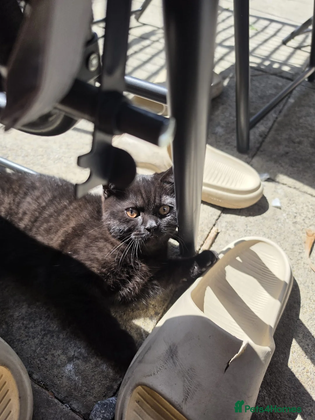 British Shorthair cats for sale: British shorthair - Advert 2