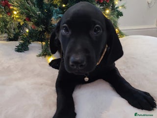 Labrador Retriever dogs Fully Health Tested Outstanding KC Reg Puppies - Advert 6