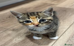 Mixed Breed cats for sale: Ready now! 6 beautiful kittens - Advert 5