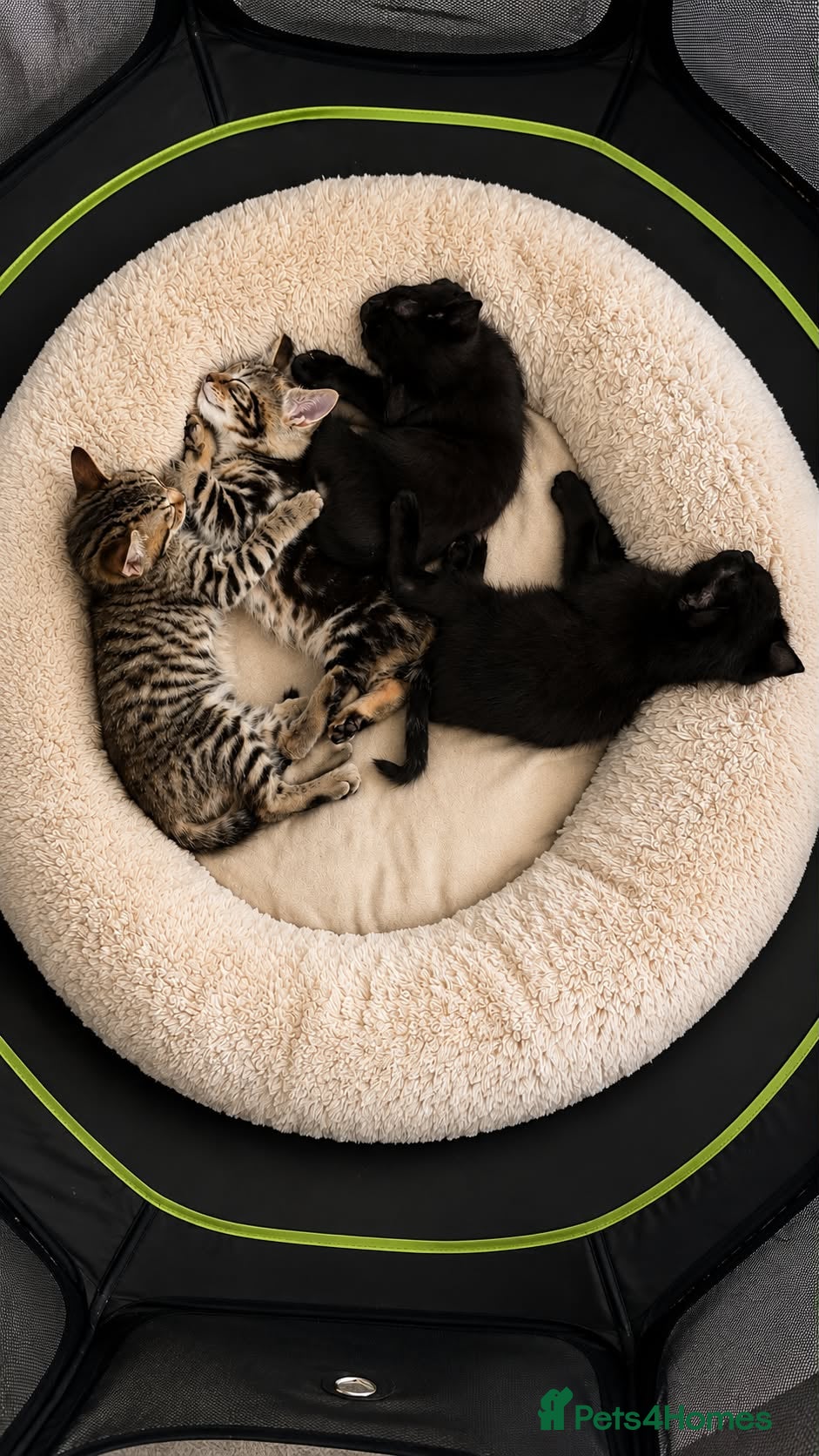 Mixed Breed cats Gorgeous kittens for sale - Advert 19