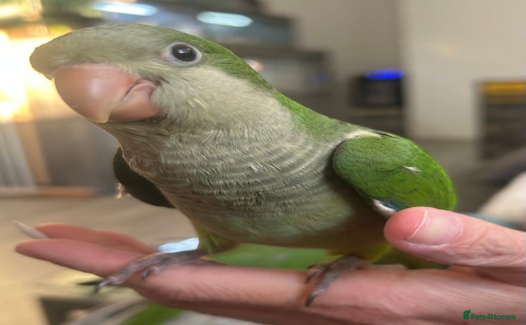 Parakeets birds - Advert 2