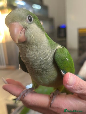 Baby quaker Parakeets birds for sale | Pets4Homes