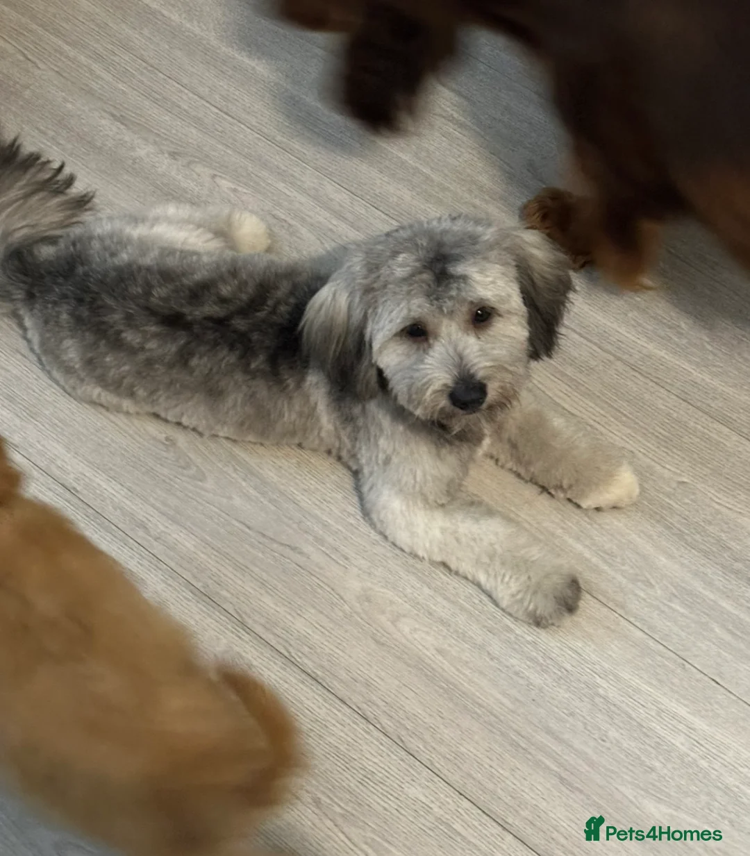 Shihpoo dogs for sale: Beautiful coco looking for a forever home - Advert 1