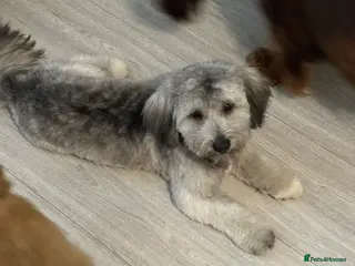 Shihpoo dogs Beautiful coco looking for a forever home - Advert 2