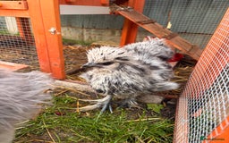 Chickens poultry for sale: Silkie chickens  - Image 3