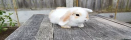 Mini Lop rabbits for sale: Mini Lop bunnies Pure Breed  - Advert 9