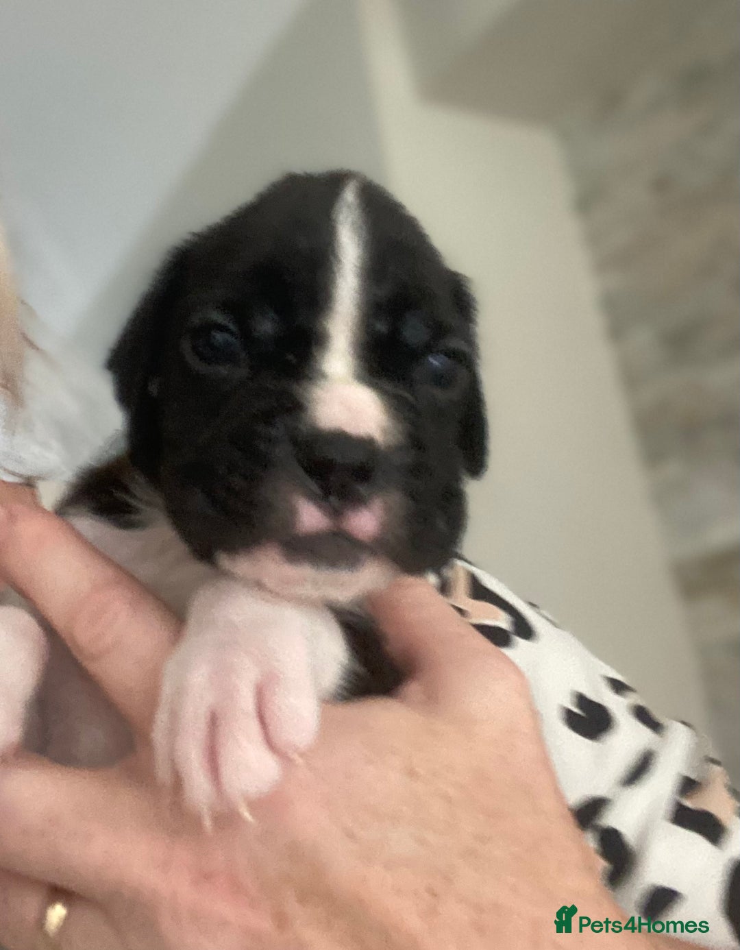 Boxer dogs for sale: Kc Boxer puppy’s bobtail and long licensed breeder - Image 24