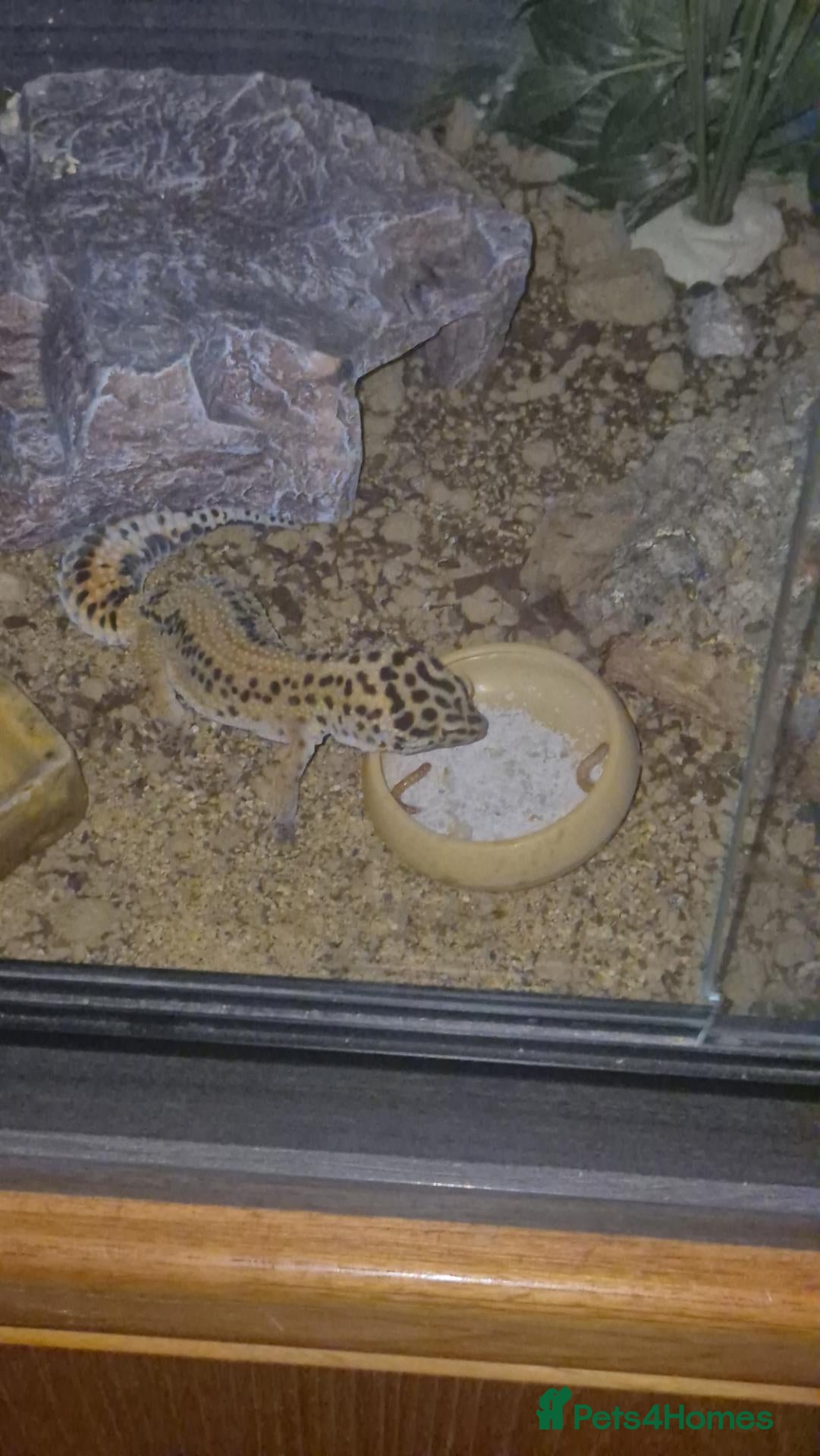 Leopard Gecko reptiles for sale: Lepard gecko  - Advert 13