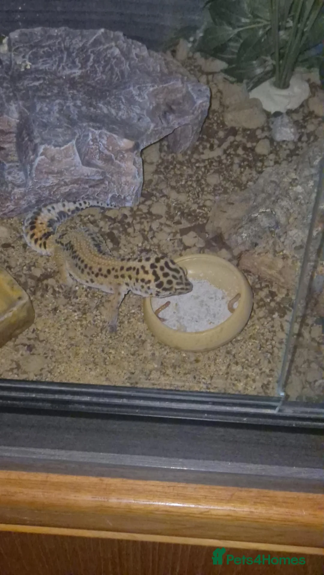 Leopard Gecko reptiles for sale: Lepard gecko  in Wolverhampton - Advert 1