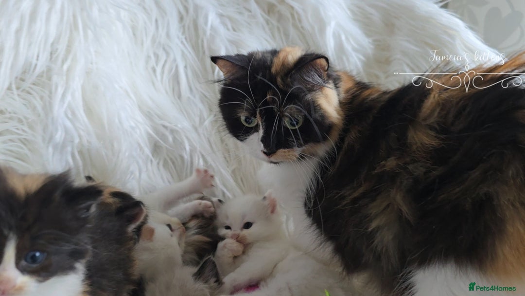Ragdoll cats for sale: BEAUTIFUL CROSS RAGDOLL/PERSIAN 😻😻😻😻 - Image 22
