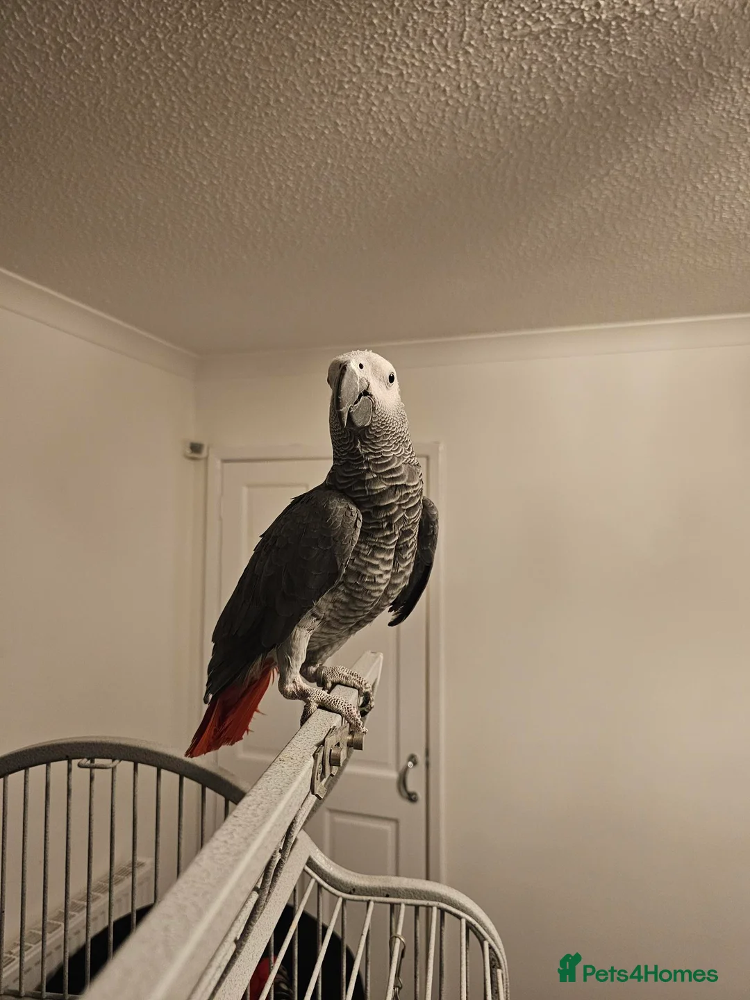 Parrots birds for sale: African Grey Parrot - Advert 2