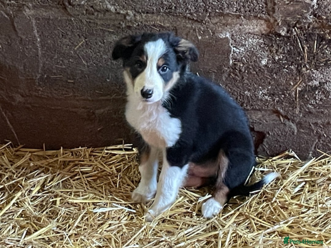 Mixed Breed dogs for sale: Welsh Sheepdog Cross Puppies - Advert 4