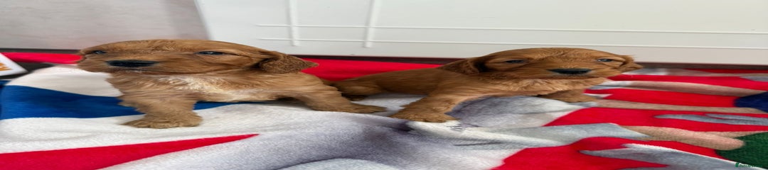 Cockapoo Puppy 8