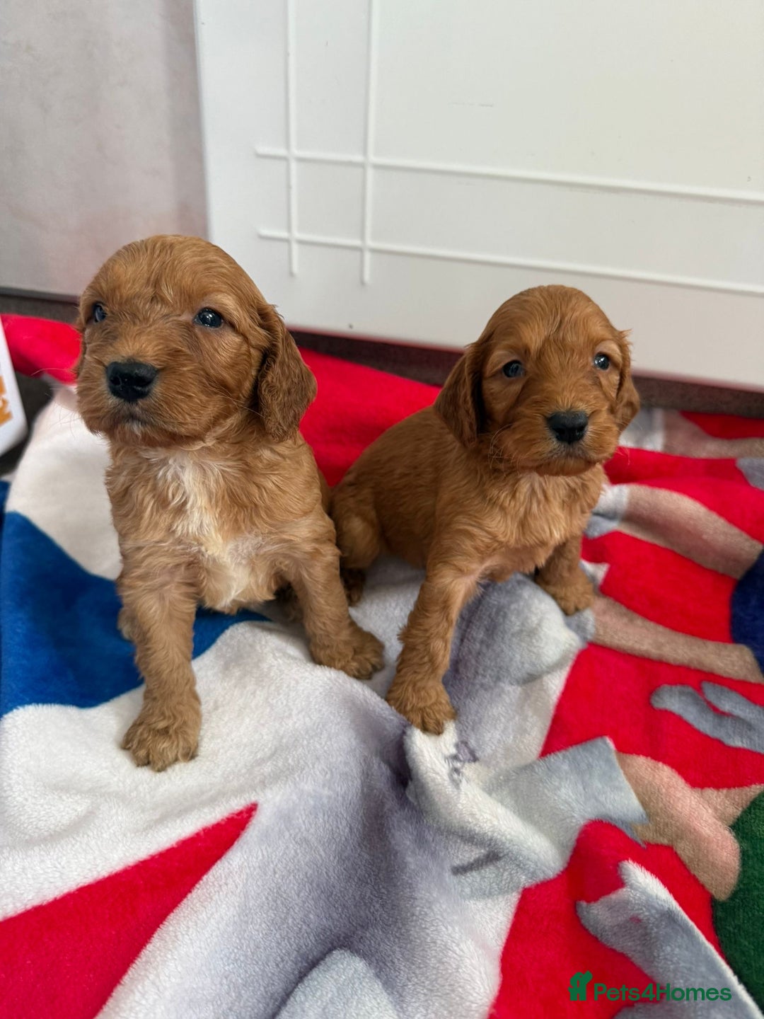 Cockapoo dogs for sale: 9 F1 cockapoo puppies for sale  - Image 7