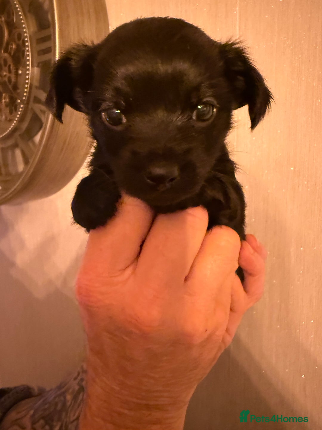 Yorkiepoo dogs for sale: Yorkipoos READY  **  EVE - Advert 9