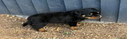Rottweiler dogs for sale: 🏆🐾 5STAR BREEDERS🐾🏆KC REG girl and boys 💖💙 - Advert 34