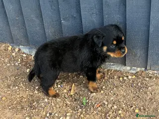 Rottweiler dogs 🏆🐾 5STAR BREEDERS🐾🏆KC REG READY FRIDAY 3BOYS💙 - Advert 7