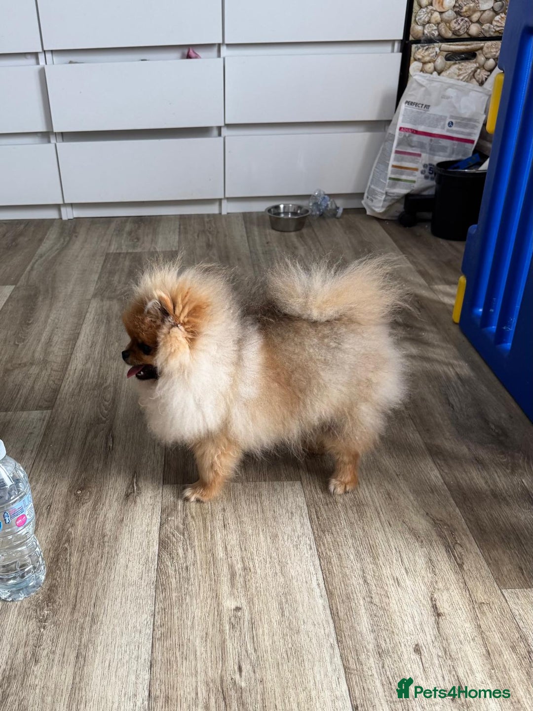 Pomeranian dogs for sale: Champion KC registered Pomeranian  - Image 7