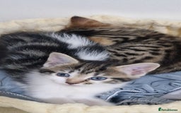 Maine Coon cats for sale: 4 beautiful  maine coon cross  kittens  - Image 1