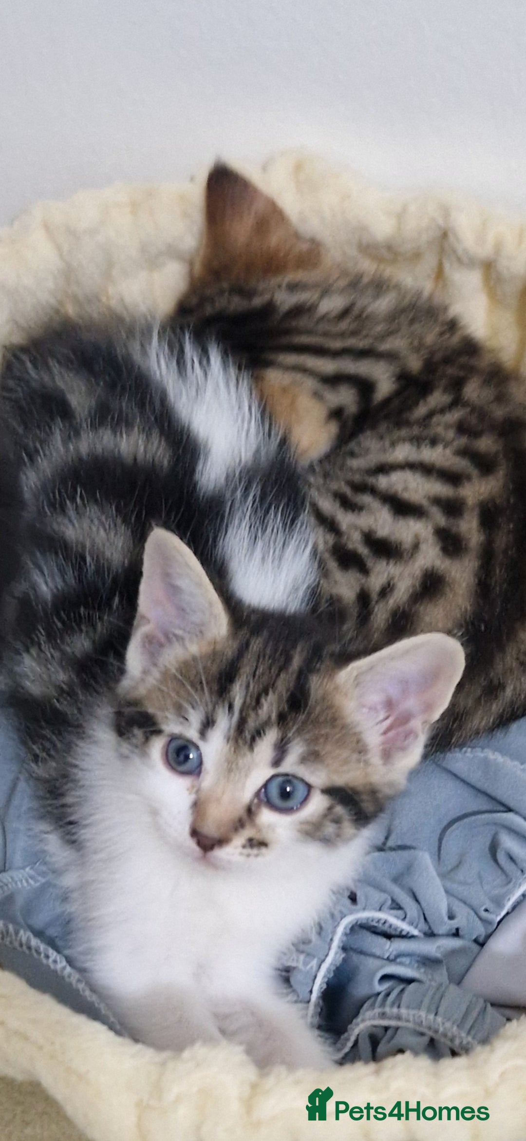 Maine Coon cats for sale: 4 beautiful  maine coon cross  kittens  - Image 1