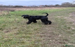 Giant Schnauzer dogs for stud: Giant Schnauzer for stud - Image 20