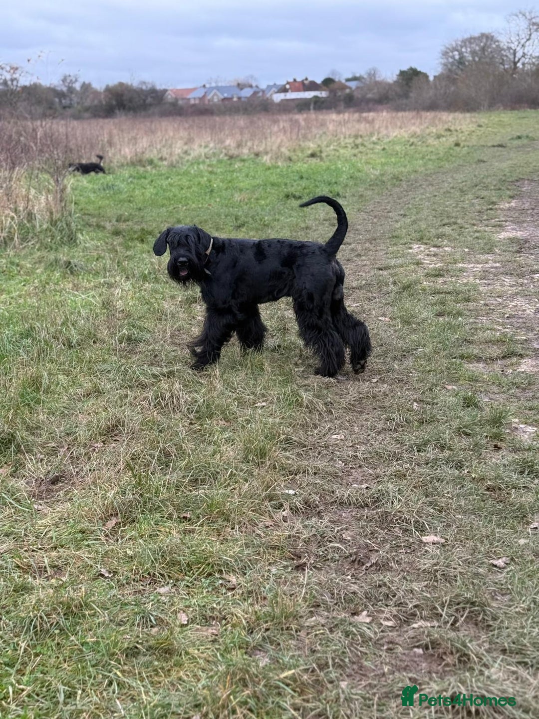 Giant Schnauzer dogs for stud: Giant Schnauzer for stud - Image 20