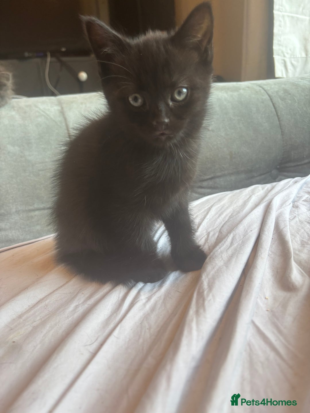Mixed Breed cats for sale: Black/ bengal kitten  - Advert 2