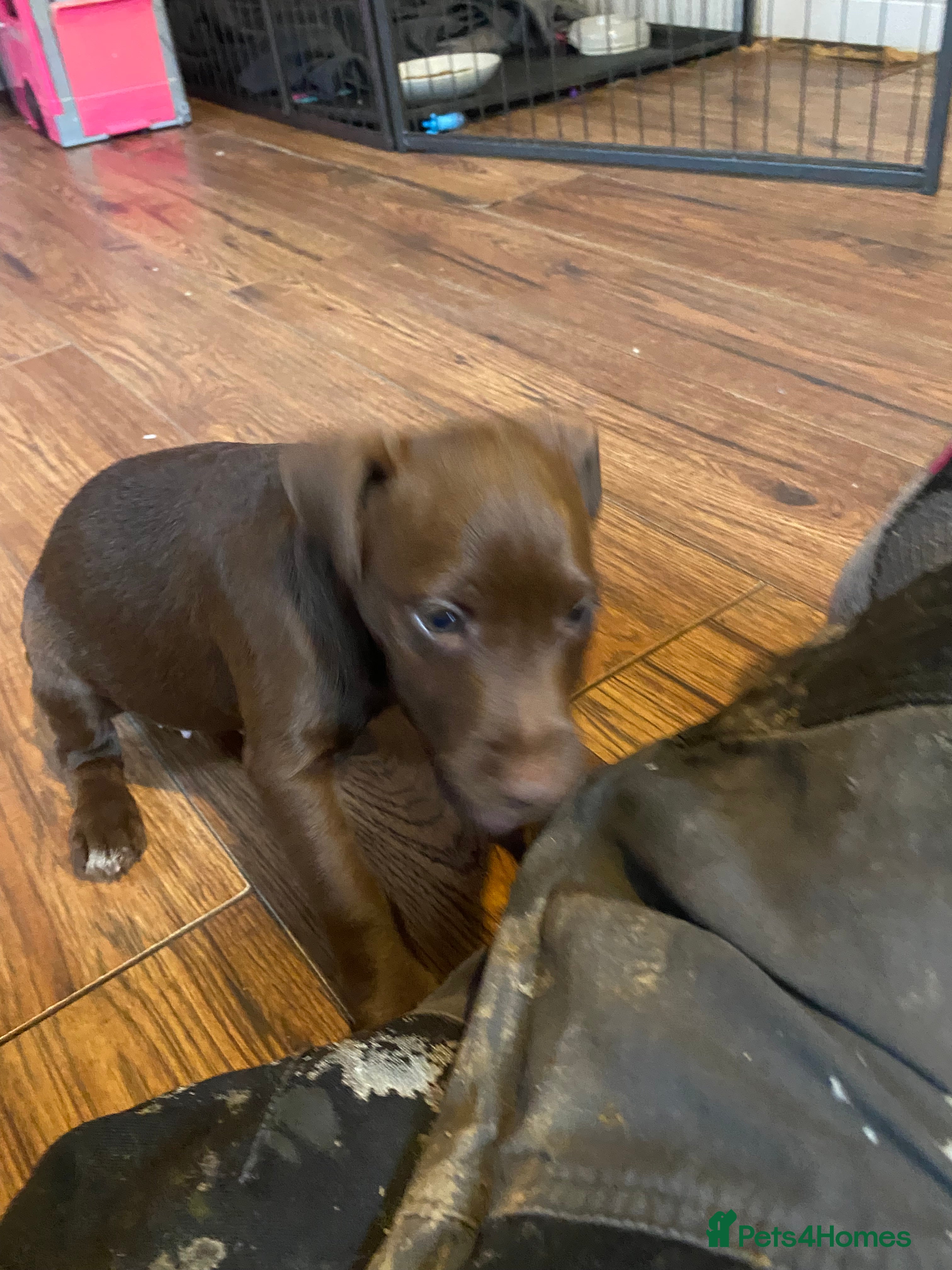 Patterdale Terrier dogs Beautiful Patterdale Terrier Puppies - Advert 5