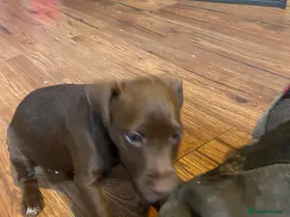 Patterdale Terrier dogs Beautiful Patterdale Terrier Puppies - Advert 5