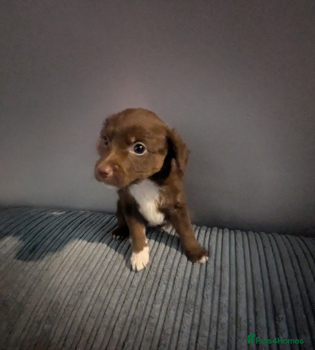 Mixed Breed dogs for sale: Adorable puppies ready 11/10 - Image 11