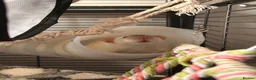 Rat rodents for sale: group of 4 friendly rats (cage+everything incl) - Advert 6