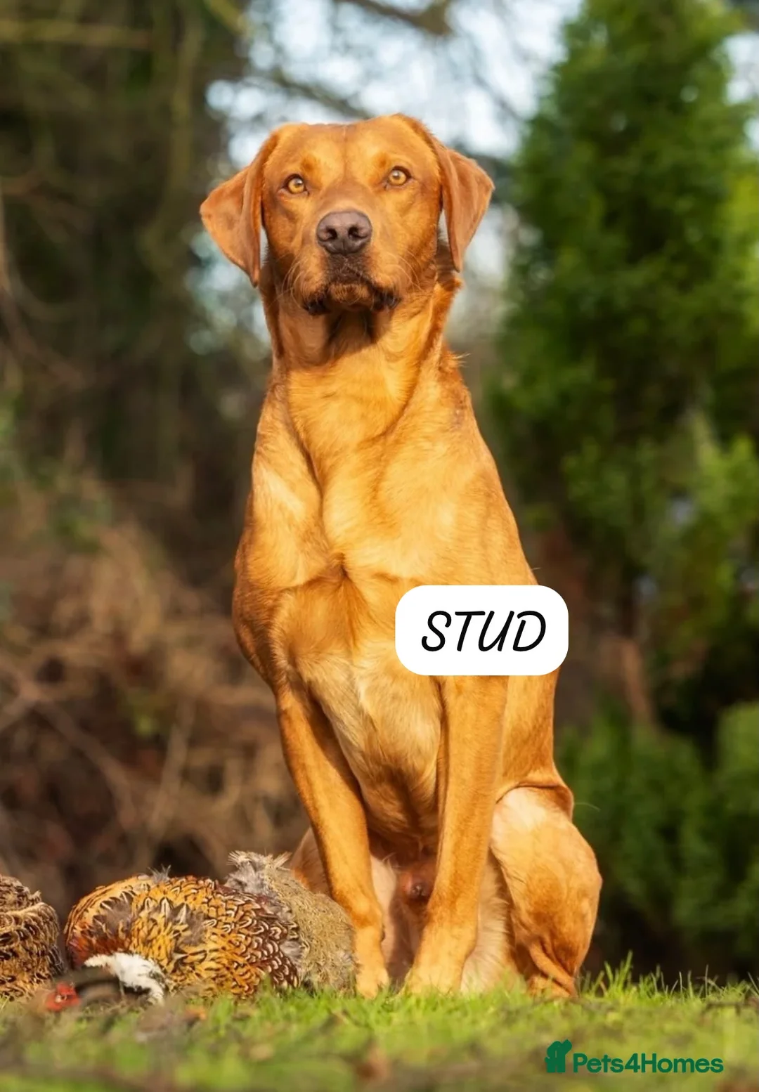 Labrador Retriever dogs for sale: KC Registered Fox Red Labrador Puppies. Due 7/7/26 in Doncaster - Advert 6