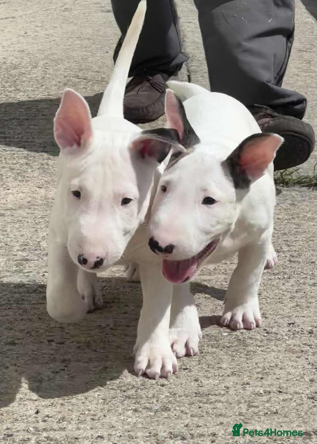 English Bull Terrier dogs for sale: English bull terrier pups for sale  - Image 4
