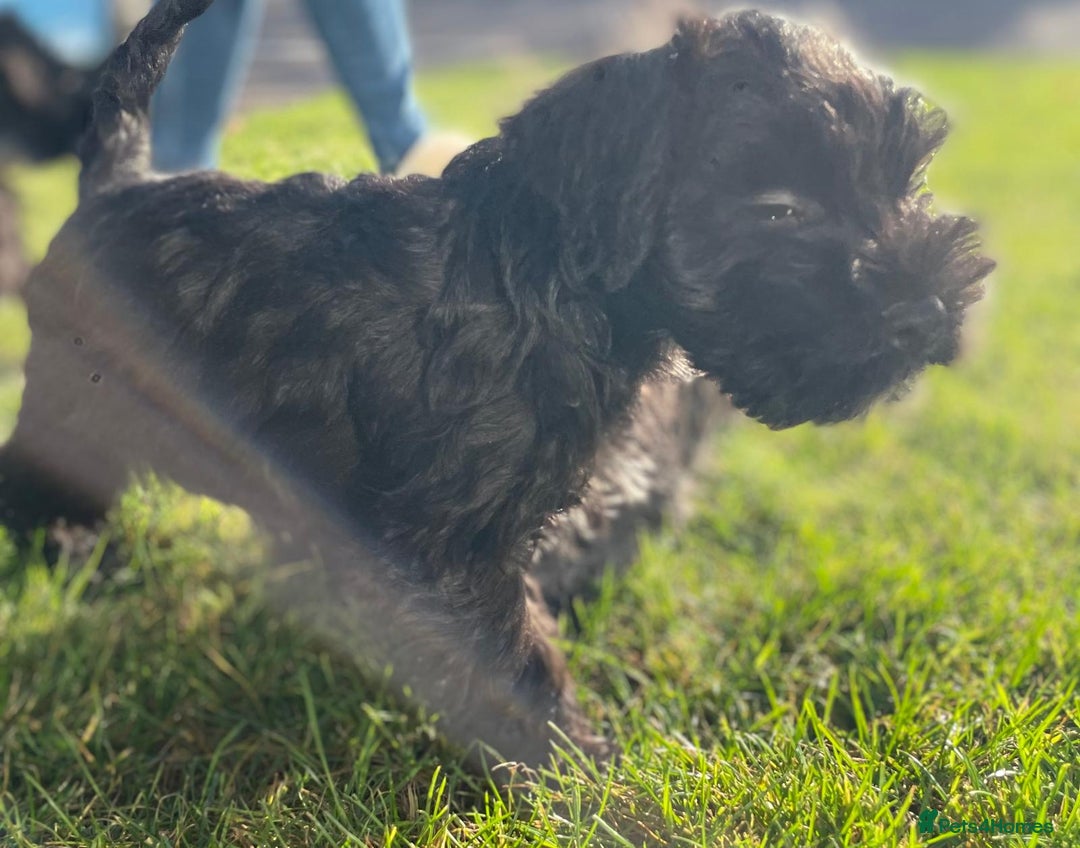 Miniature Schnauzer dogs for sale: KC Pedigree Mini Schnauzer - Advert 38