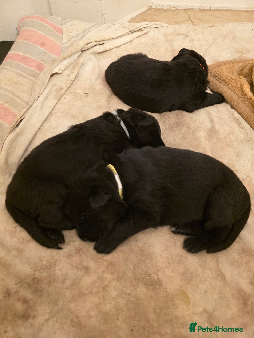 German Shepherd dogs for sale: Rare All-Black GSD Girls - Parents Owned & Present - Advert 7