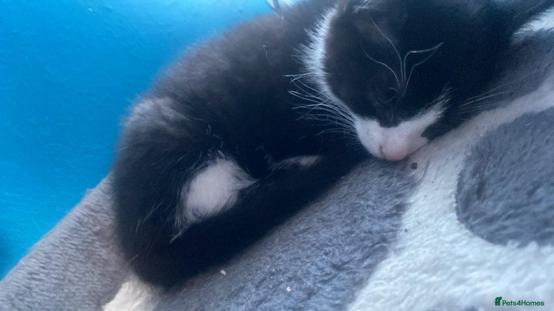 Mixed Breed cats Mix breed kitten - Advert 7