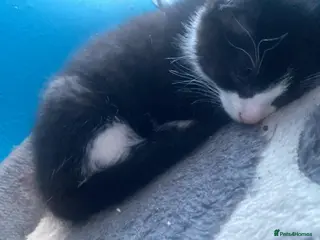 Mixed Breed cats Mix breed kitten - Advert 1