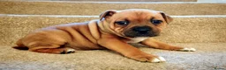 Staffordshire Bull Terrier dogs for sale: GORGEOUS RED STAFFORDSHIRE BULL TERRIER PUPPIES - Advert 5
