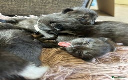 Mixed Breed cats for sale: 7 kittens looking for new home - Image 21