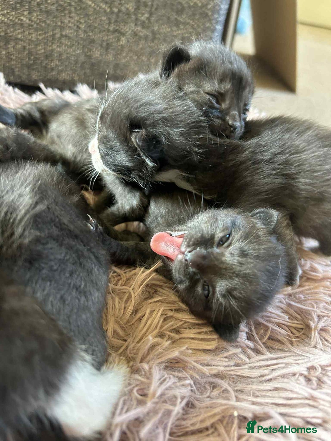 Mixed Breed cats for sale: 7 kittens looking for new home - Image 21