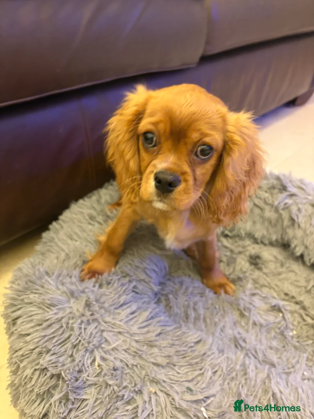 Cavalier King Charles Spaniel dogs for sale: 4 month old male King Charles spaniel for sale - Advert 6