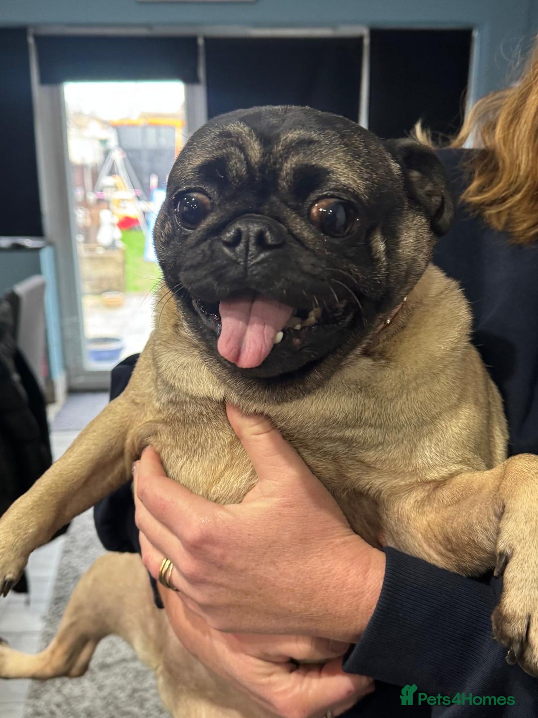 Pug dogs for sale: Loving home wanted  - Advert 2