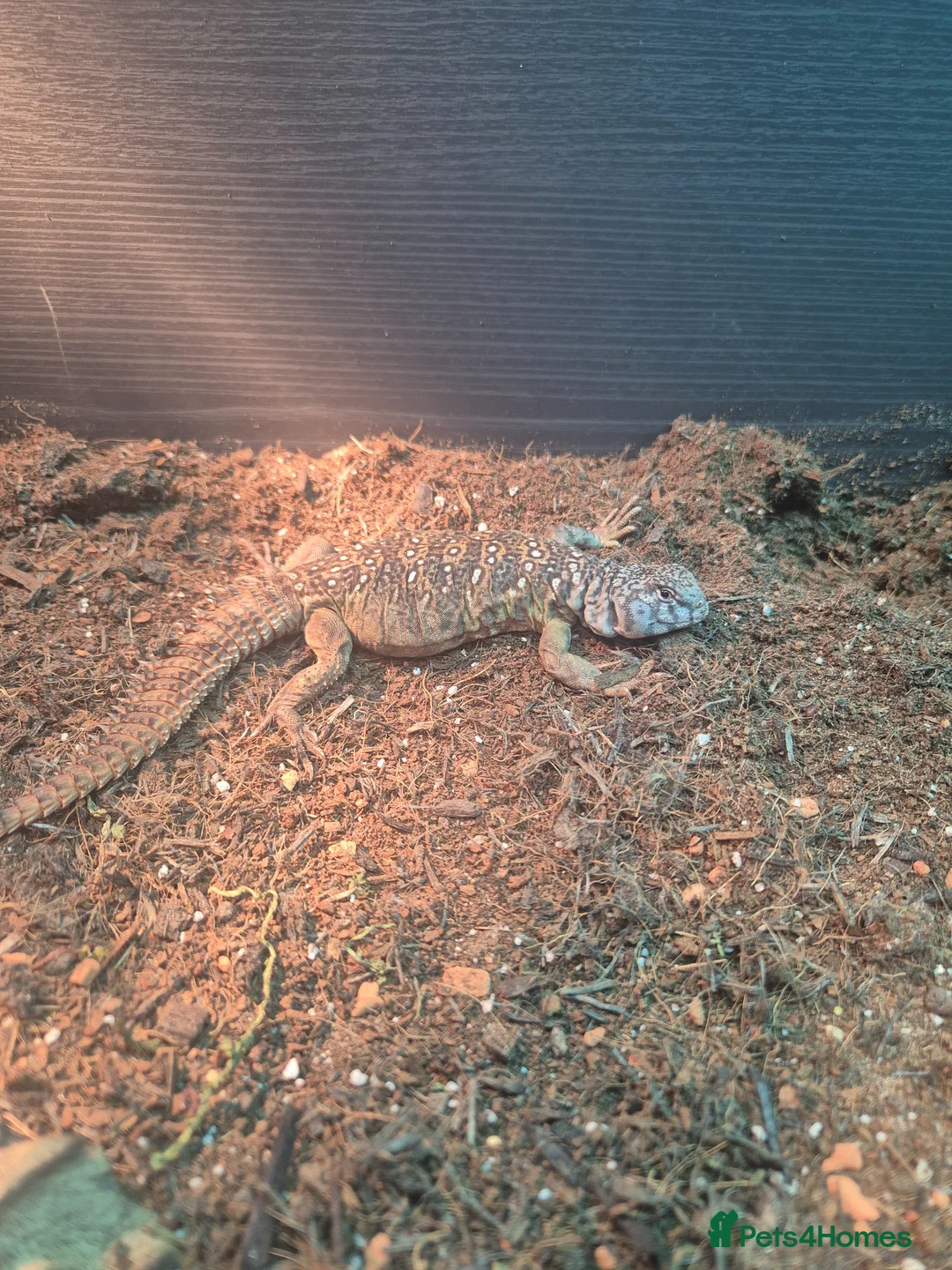 Lizard reptiles for sale: Occelated Uromastyx  - Advert 5